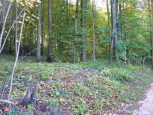 Hygrocybe  fornicata  (Fr.)   Singer